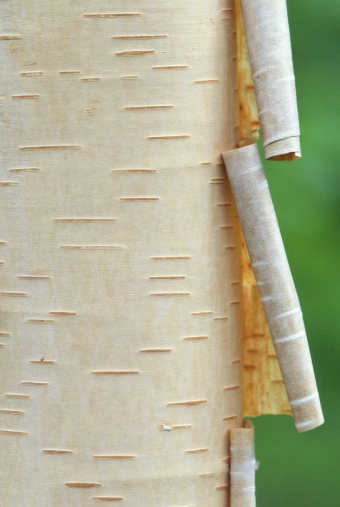 Canada, Quebec Peeling bark on paper birch tree art print by Gilles Delisle for $57.95 CAD